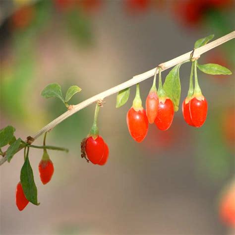 Lycium Barbarum Seeds Goji Berry Wolfberry