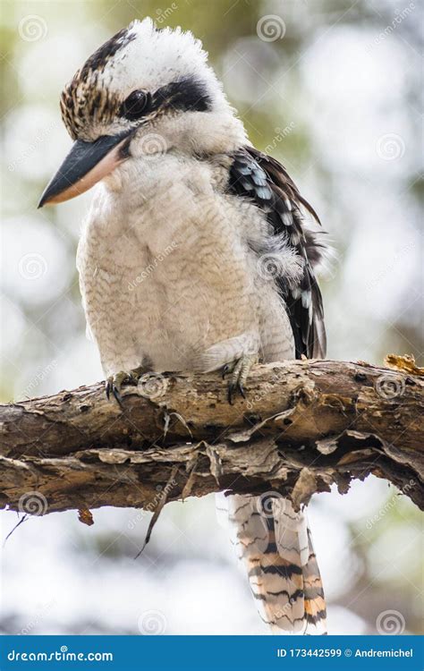 Blue Winged Kookaburra On Branch Stock Image Image Of Side Outdoors