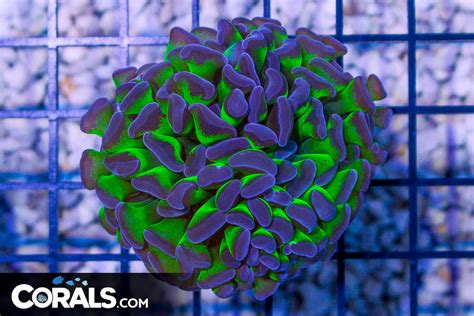 Big Branching Hammer Frag Australia Neon Stems Purple Tips Corals