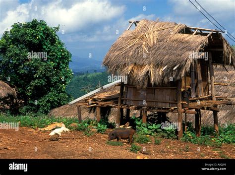 Thatched Roof Home Thatched Roof House Ethnic Minority Hill Tribe