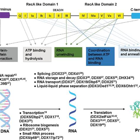 General Structure And Functions Of Deadh Box Helicases A The