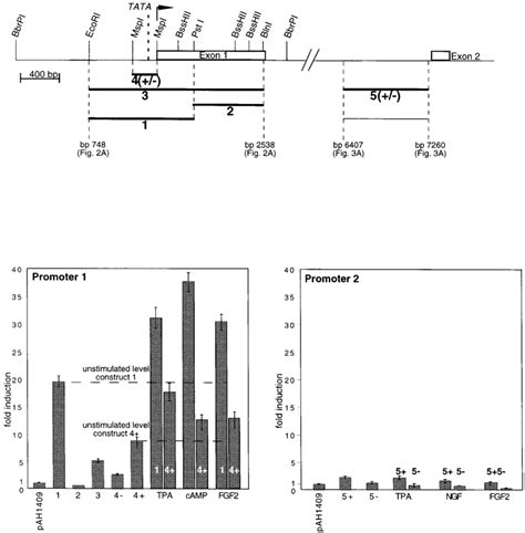 Luciferase promoter–reporter assays using promoter fragments of the ... 