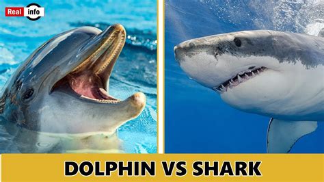 Flipper Or Jaws The Quirky Differences Between Sharks And Dolphins