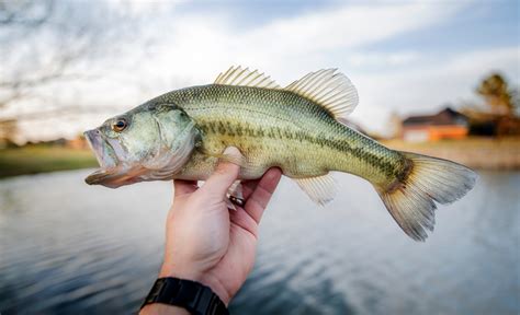 The 10 Most Common Fish Species In Lake Erie