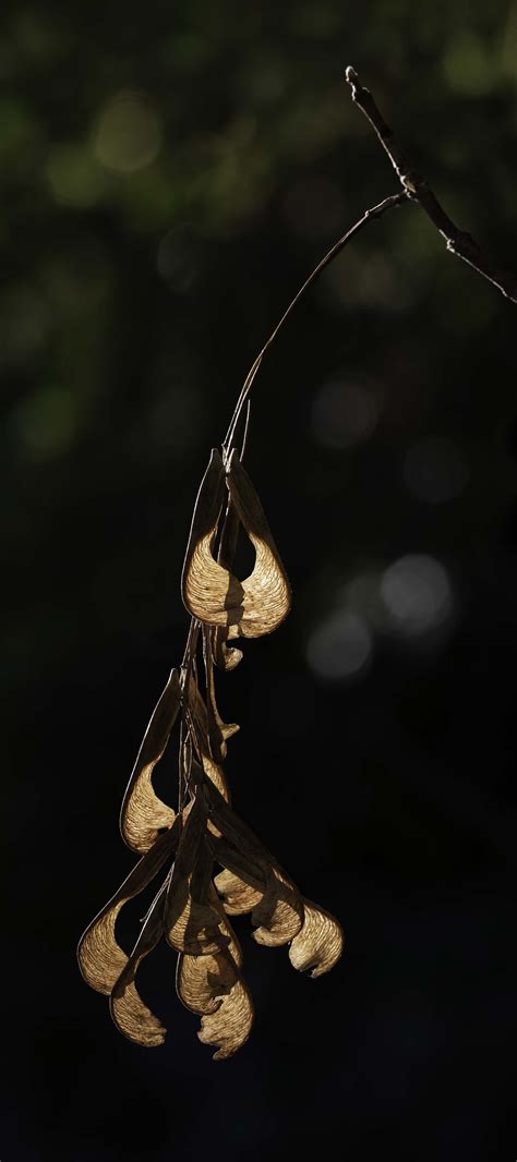 Box Elder Seed Pods Flora Critiques Nature Photographers Network