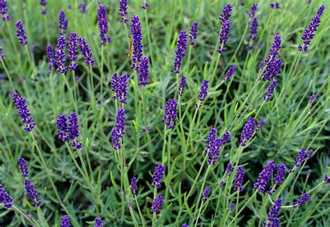 Lavandula Angustifolia Imperial Gem Photograph By Adrian Thomas