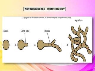 Actinomycetes | PPT