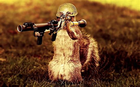 Hd Wallpaper Animals Squirrels Bazooka Widescreen 1920x1200 Animals