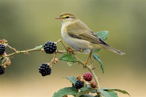 Willow warbler: song, nest & eggs - Plantura