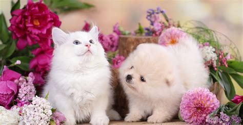 Teacup Pomeranian Puppies for Sale | Buy Pocket, Teacup Pom in London