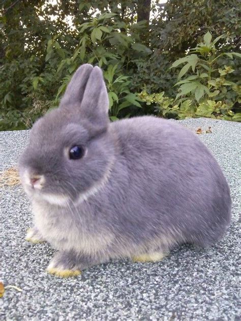 Netherland Dwarf Blue Otter 13 Weeks Old Netherland Dwarf Bunny Cute