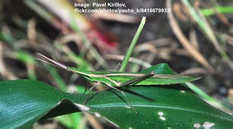 20 Types Of Grasshoppers With Pictures Identification Guide