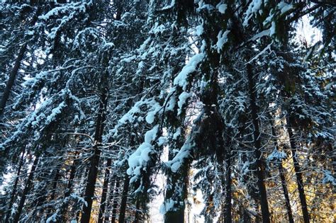 El Abeto Picea Es Un Rbol Con Fero De Hoja Perenne De La Familia De