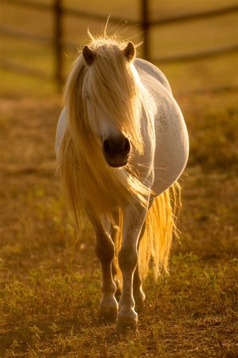 3 Easy Horse Mane Hairstyles for Every Horse Owner - Areas of My Expertise