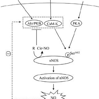 Model For The Nitric Oxide Feedback Regulation Of Neuronal Nitric Oxide