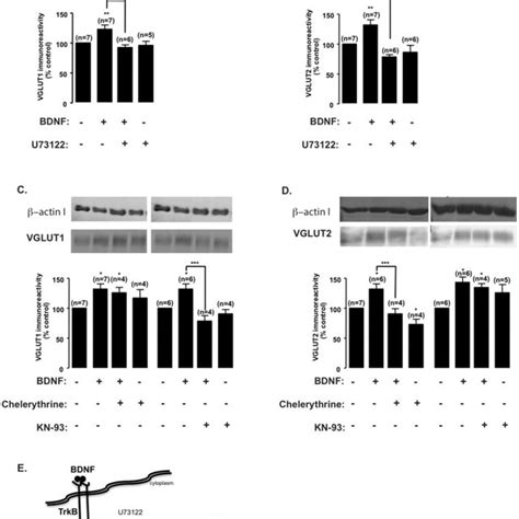 Ad Div Cultured Hippocampal Neurons Were Stimulated With Bdnf