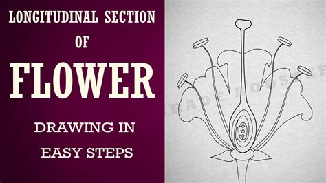 How To Draw Longitudinal Section Of Flower In Easy Steps Biology