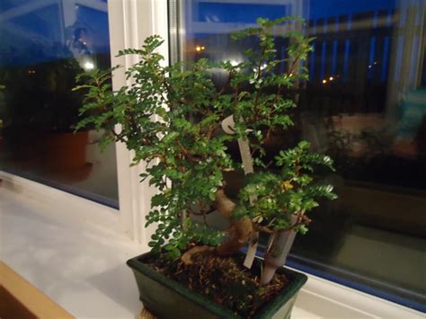 Bonsai - zanthoxylum piperitum : Grows on You