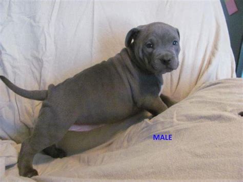 UKC Blue Pitbull Puppies for Sale in Waco, Texas Classified ...