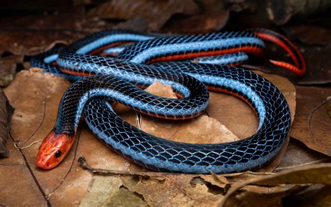 Baby Coral Snake at Johnnie Hart blog