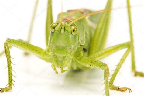 Grasshopper face closeup — Stock Photo © RobStark #3735778