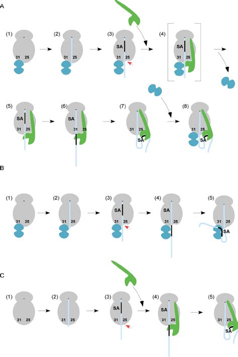 Model Of The Interactions Between Nac And Srp On Ribosomes Involved In