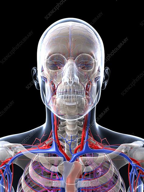 Male Vascular System Artwork Stock Image F005 6566 Science Photo