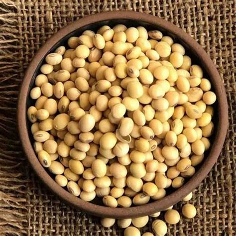 indian  grade organic soybean high  protein  kg  mydukur