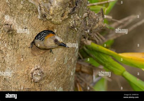 Hoffmann S Woodpecker Melanerpes Hoffmannii Female At Nesting Hole