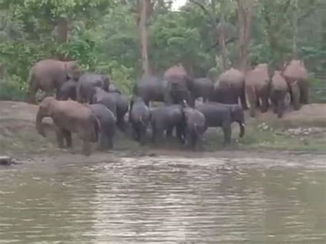 Elephants Group Reached Udanti Tiger Reserve Forest Department Issued