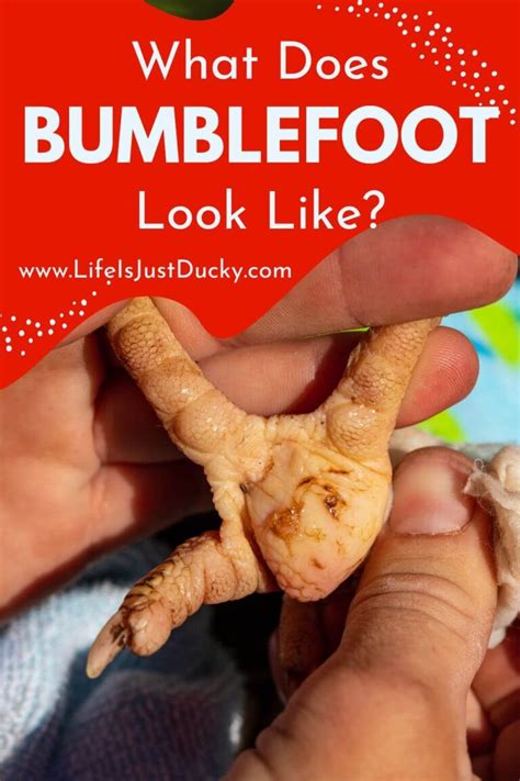 How To Prevent And Treat Bumblefoot In Ducks And Chickens Life Is