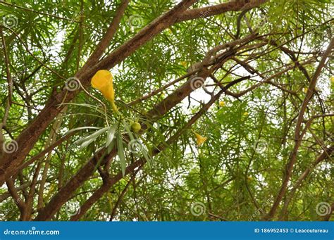 Cascabela Thevetia Poisonous Plant With Green Seeds And Yellow Flowers ...