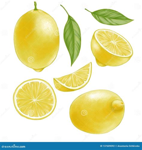 Hand Drawn Watercolor Illustration Set Of Isolated Yellow Lemon Stock