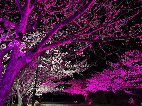 ときわ公園【公式】 On Twitter 今日の夜は ときわミュージアムの「魅惑のヒスイの夜」と桜山の夜桜ライトアップどっちも楽しめる