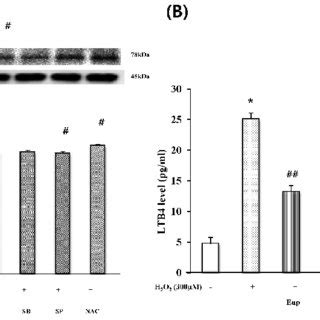 The Effect Of Eupatilin Sb Sp Or Nac On The H O Induced