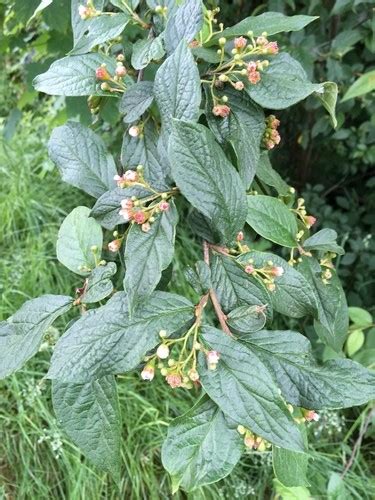 Holly Berry Cotoneaster Cotoneaster Bullatus Flower Leaf Uses