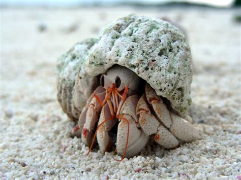 Where Do Hermit Crab Shells Come From Top 6 Secrets That You Should