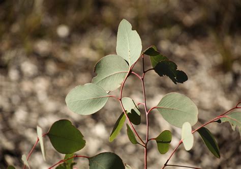 Silver Dollar Gum From Emerald Vic Australia On July At