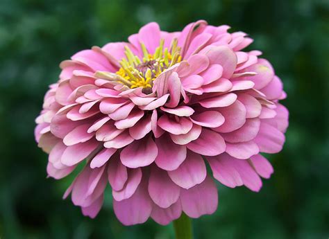 Циния - Цветы - Фото галерея - Галерейка