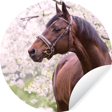 WallCircle Muurstickers Behangcirkel Paard Sakura Halster