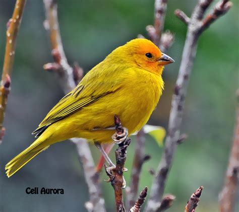 Sicalis flaveola Canário da terra Saffron finch 2210 a photo