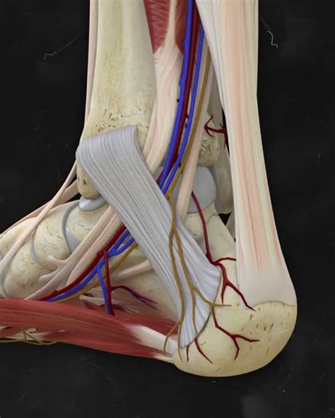 Mnemonic Notes Tarsal Tunnel Contents Youtube