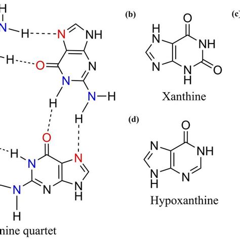 Molecular Structures Of A A Guanine Quartet And The Nucleobases Download Scientific Diagram