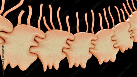 Ependyma is the thin neuroepithelial lining of the ventricular system ...