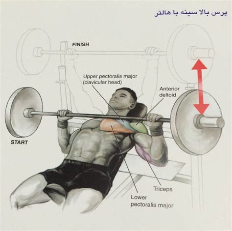 پرس بالا سینه هالتر Incline Bench Press تناسب اندام و بدنسازی