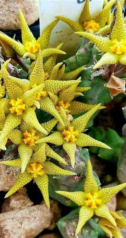 Blooming Succulents: Types of Cactus Plants