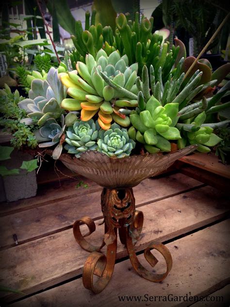 Succulent Arrangement By Naturecontainers On Facebook Succulents