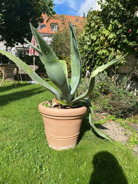 Kaktus Agave Kaufen Auf Ricardo