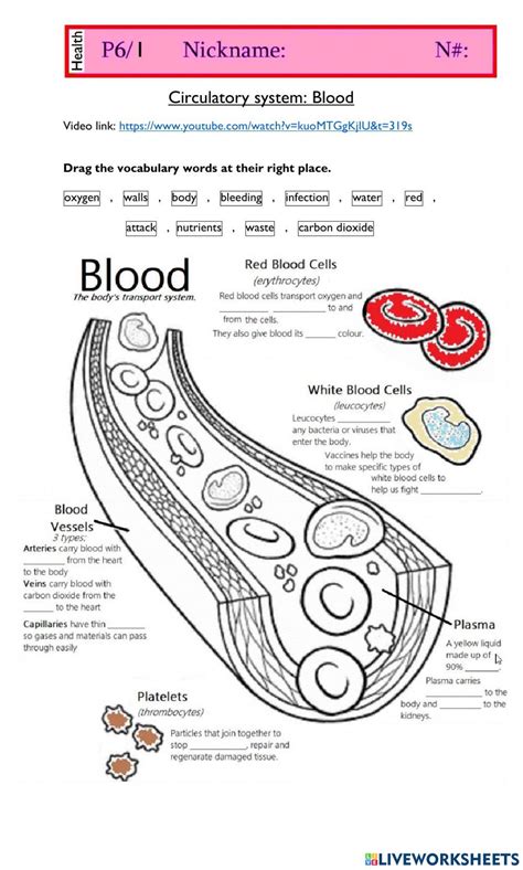 Circulatory System Online Activity For Grade 6 Circulatory System