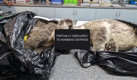 port macquarie koala hospital urges residents  slow